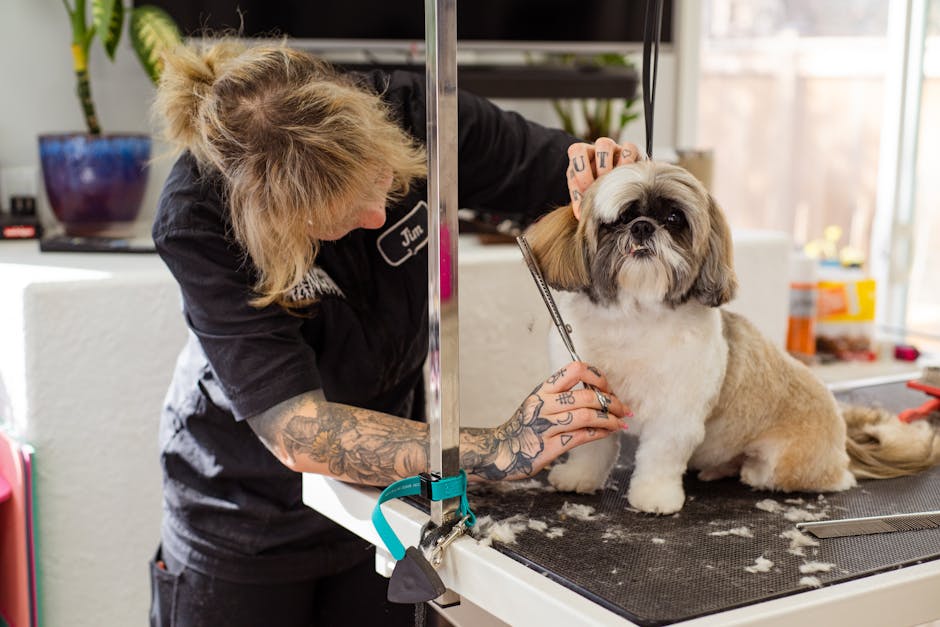 A woman expertly grooms a Shih Tzu using scissors in a pet grooming salon.