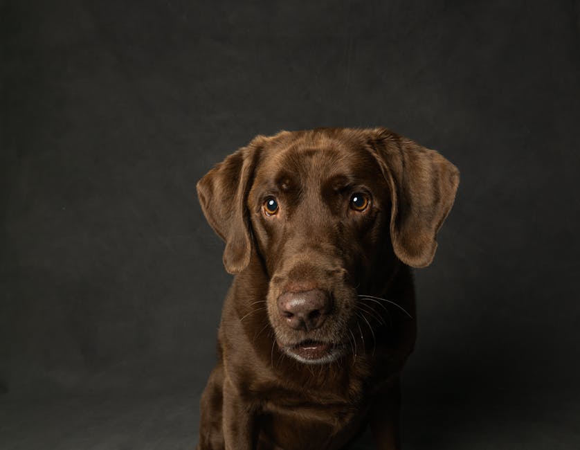 Adorable brown Labrador Retriever dog portrait captured in a studio setting with a dark background.